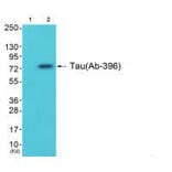 Western blot - Tau (Ab-396) Antibody from Signalway Antibody (33207) - Antibodies.com