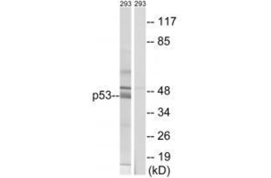 Western blot - p53 (Ab-378) Antibody from Signalway Antibody (33219) - Antibodies.com