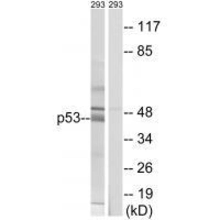 Western blot - p53 (Ab-378) Antibody from Signalway Antibody (33219) - Antibodies.com