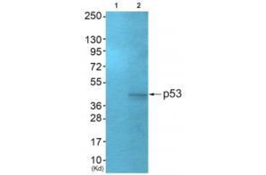 Western blot - p53 (Ab-378) Antibody from Signalway Antibody (33219) - Antibodies.com