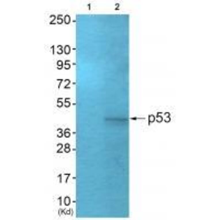 Western blot - p53 (Ab-378) Antibody from Signalway Antibody (33219) - Antibodies.com