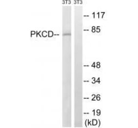 Western blot - PKCD (Ab-64) Antibody from Signalway Antibody (33248) - Antibodies.com