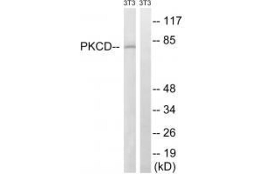 Western blot - PKCD (Ab-64) Antibody from Signalway Antibody (33248) - Antibodies.com