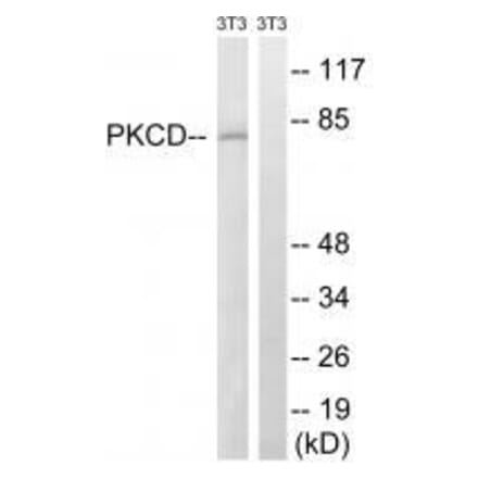 Western blot - PKCD (Ab-64) Antibody from Signalway Antibody (33248) - Antibodies.com