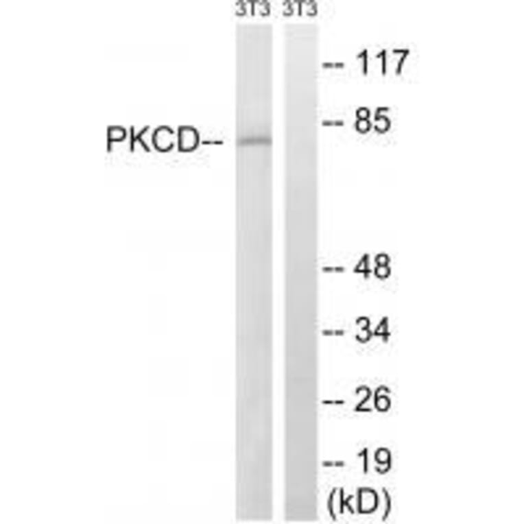 Western blot - PKCD (Ab-64) Antibody from Signalway Antibody (33248) - Antibodies.com