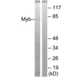 Western blot - Myb (Ab-532) Antibody from Signalway Antibody (33289) - Antibodies.com