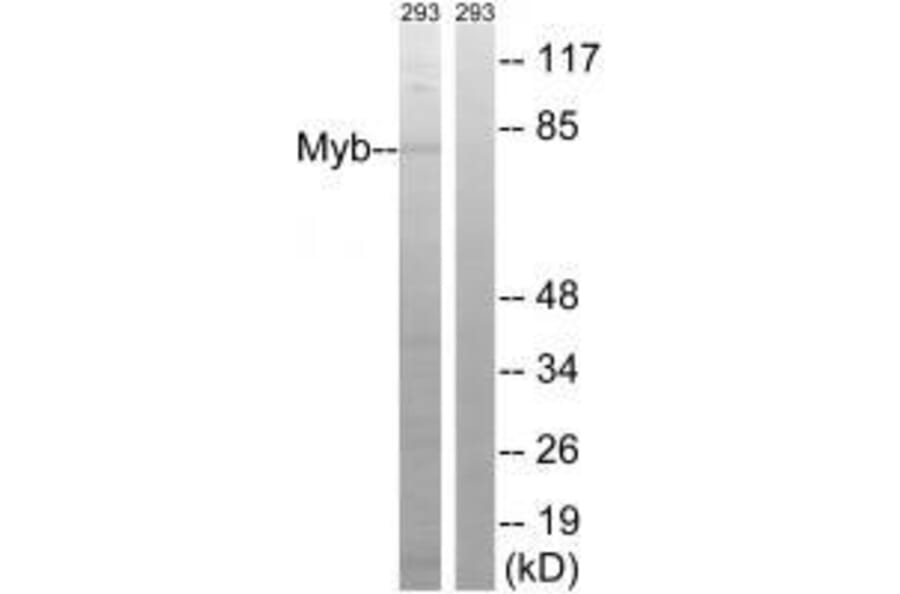 Western blot - Myb (Ab-532) Antibody from Signalway Antibody (33289) - Antibodies.com