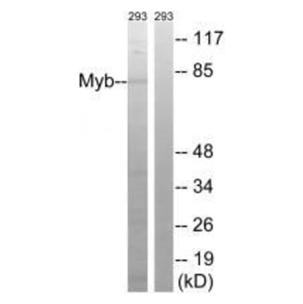 Western blot - Myb (Ab-532) Antibody from Signalway Antibody (33289) - Antibodies.com