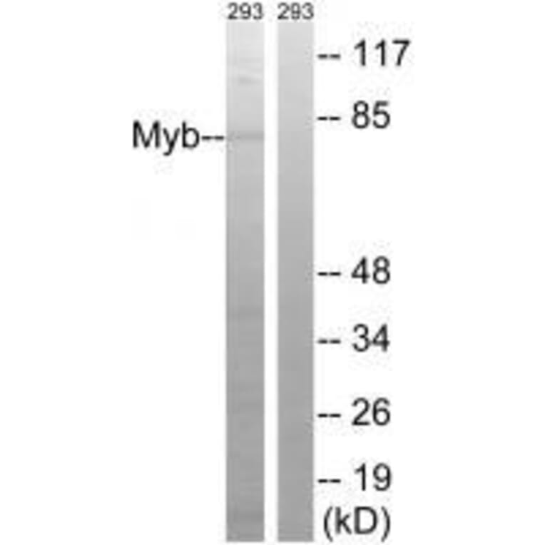 Western blot - Myb (Ab-532) Antibody from Signalway Antibody (33289) - Antibodies.com