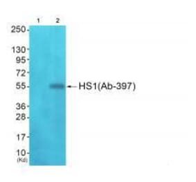 Western blot - HS1 (Ab-397)Antibody from Signalway Antibody (33298) - Antibodies.com