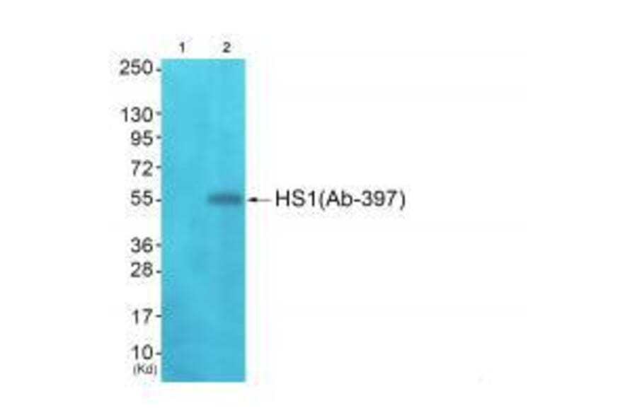 Western blot - HS1 (Ab-397)Antibody from Signalway Antibody (33298) - Antibodies.com