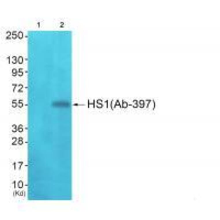 Western blot - HS1 (Ab-397)Antibody from Signalway Antibody (33298) - Antibodies.com