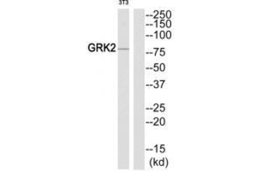 Western blot - GRK2 (Ab-86) Antibody from Signalway Antibody (33301) - Antibodies.com