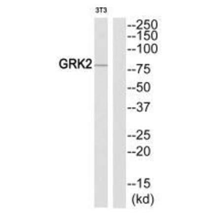 Western blot - GRK2 (Ab-86) Antibody from Signalway Antibody (33301) - Antibodies.com