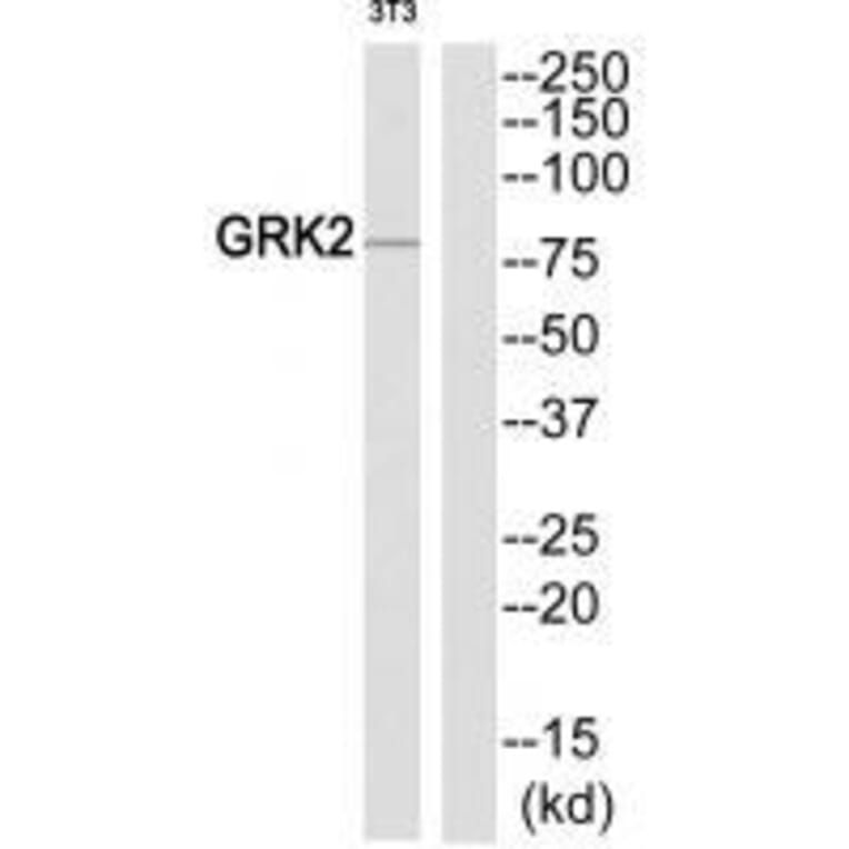 Western blot - GRK2 (Ab-86) Antibody from Signalway Antibody (33301) - Antibodies.com
