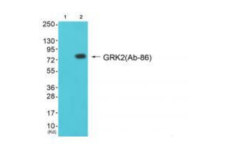 Western blot - GRK2 (Ab-86) Antibody from Signalway Antibody (33301) - Antibodies.com