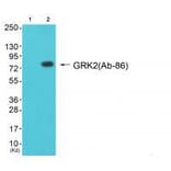 Western blot - GRK2 (Ab-86) Antibody from Signalway Antibody (33301) - Antibodies.com