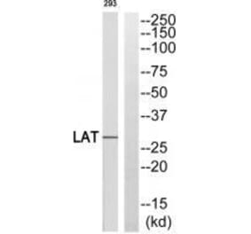 Western blot - LAT (Ab-255) Antibody from Signalway Antibody (33313) - Antibodies.com