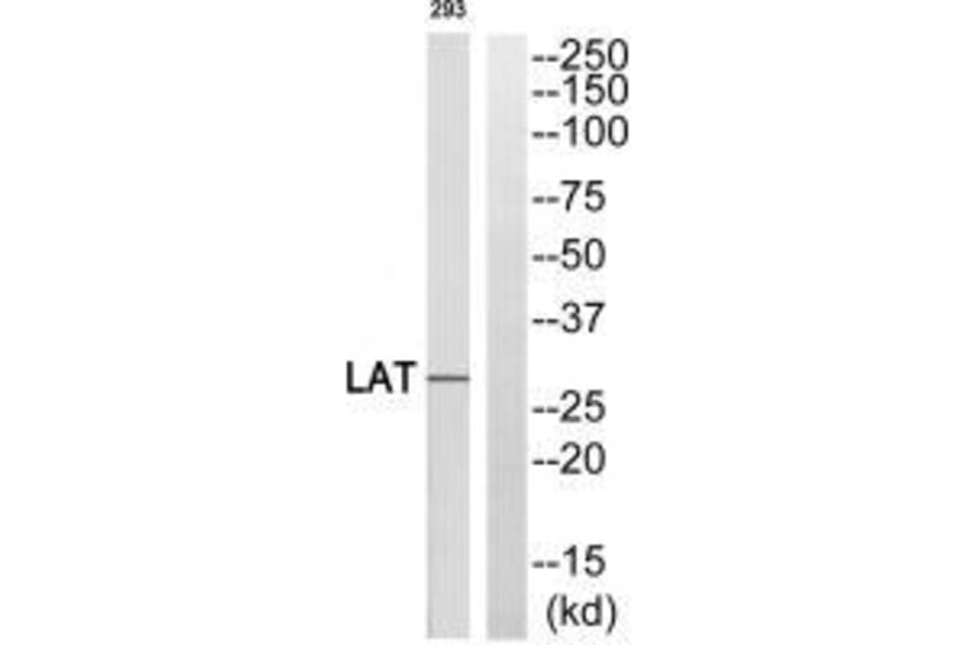 Western blot - LAT (Ab-255) Antibody from Signalway Antibody (33313) - Antibodies.com