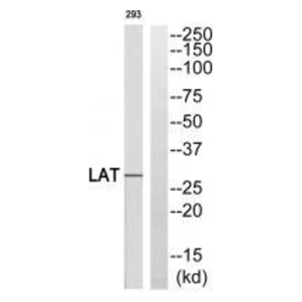 Western blot - LAT (Ab-255) Antibody from Signalway Antibody (33313) - Antibodies.com