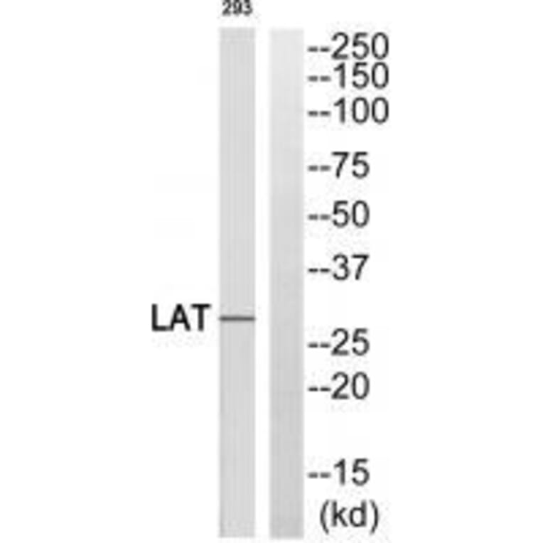 Western blot - LAT (Ab-255) Antibody from Signalway Antibody (33313) - Antibodies.com