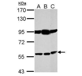 Bestrophin 1 Antibody from Signalway Antibody (35426) - Antibodies.com