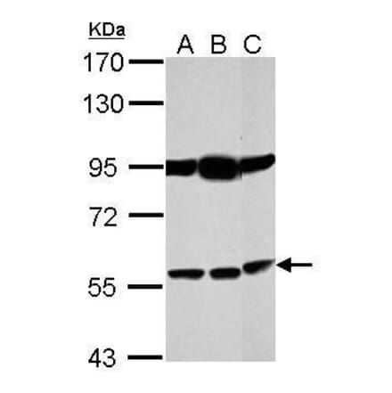 Bestrophin 1 Antibody from Signalway Antibody (35426) - Antibodies.com