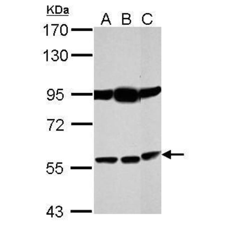 Bestrophin 1 Antibody from Signalway Antibody (35426) - Antibodies.com