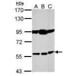 Bestrophin 1 Antibody from Signalway Antibody (35426) - Antibodies.com