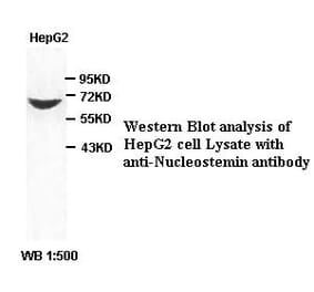 Nucleostemin Antibody from Signalway Antibody (39394) - Antibodies.com