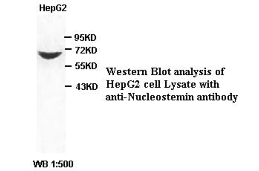 Nucleostemin Antibody from Signalway Antibody (39394) - Antibodies.com