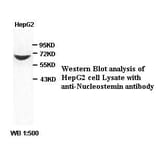 Nucleostemin Antibody from Signalway Antibody (39394) - Antibodies.com