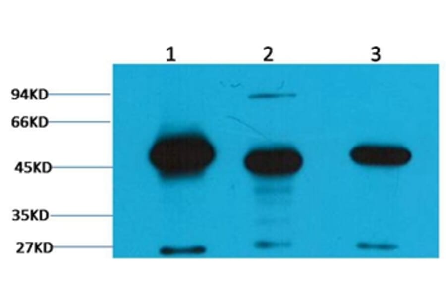 Western blot - Fumarase Mouse Monoclonal Antibody (2B11) from Signalway Antibody (38094) - Antibodies.com
