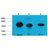 Western blot - Fumarase Mouse Monoclonal Antibody (2B11) from Signalway Antibody (38094) - Antibodies.com