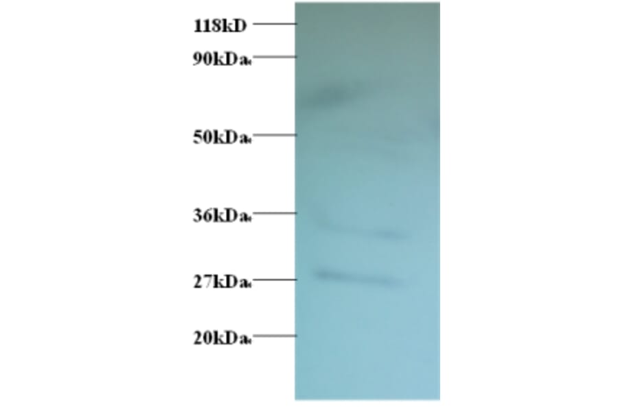 Western blot - GDP-L-fucose synthase Polyclonal Antibody from Signalway Antibody (42179) - Antibodies.com