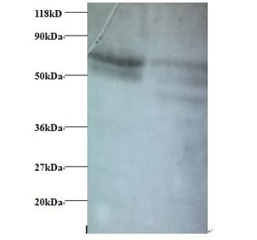 C-C motif chemokine 5 Polyclonal Antibody from Signalway Antibody (42445) - Antibodies.com