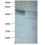 C-C motif chemokine 5 Polyclonal Antibody from Signalway Antibody (42445) - Antibodies.com