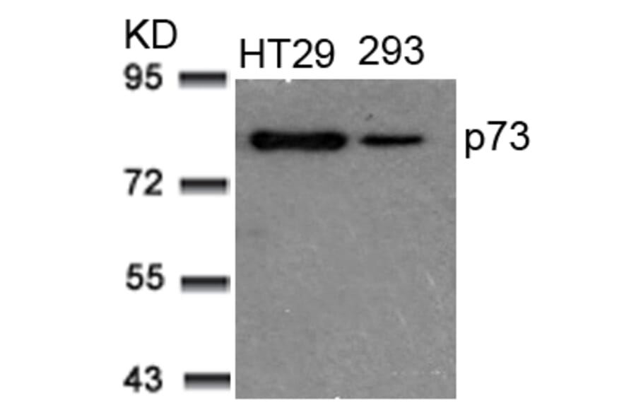 Western blot - p73 (Ab-99) Antibody from Signalway Antibody (21075) - Antibodies.com
