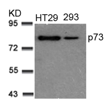 Western blot - p73 (Ab-99) Antibody from Signalway Antibody (21075) - Antibodies.com