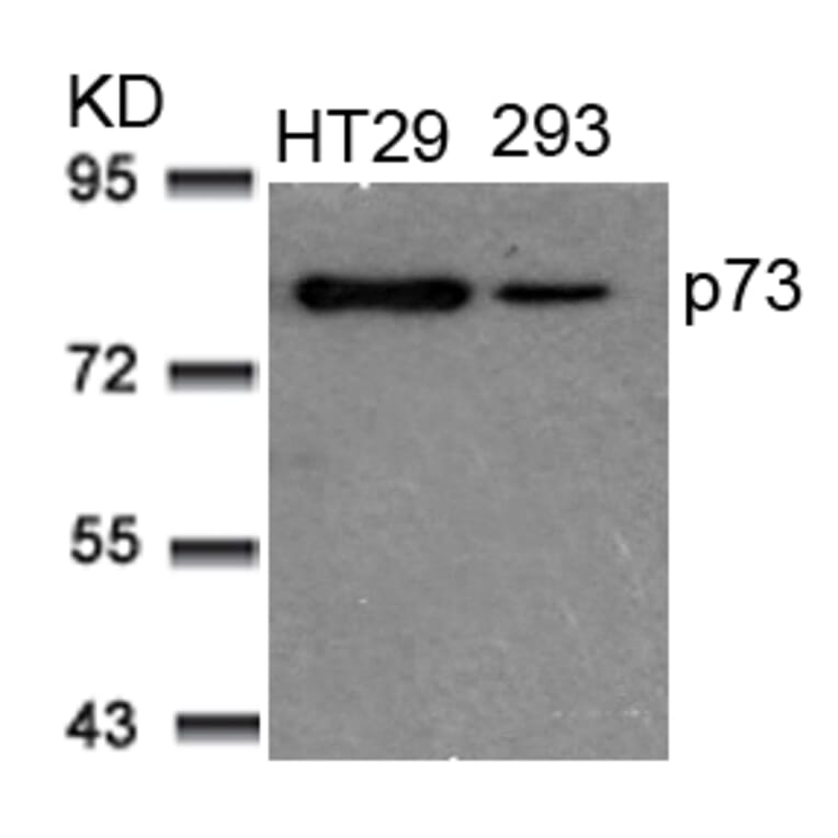 Western blot - p73 (Ab-99) Antibody from Signalway Antibody (21075) - Antibodies.com