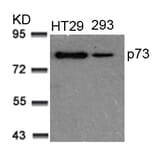 Western blot - p73 (Ab-99) Antibody from Signalway Antibody (21075) - Antibodies.com