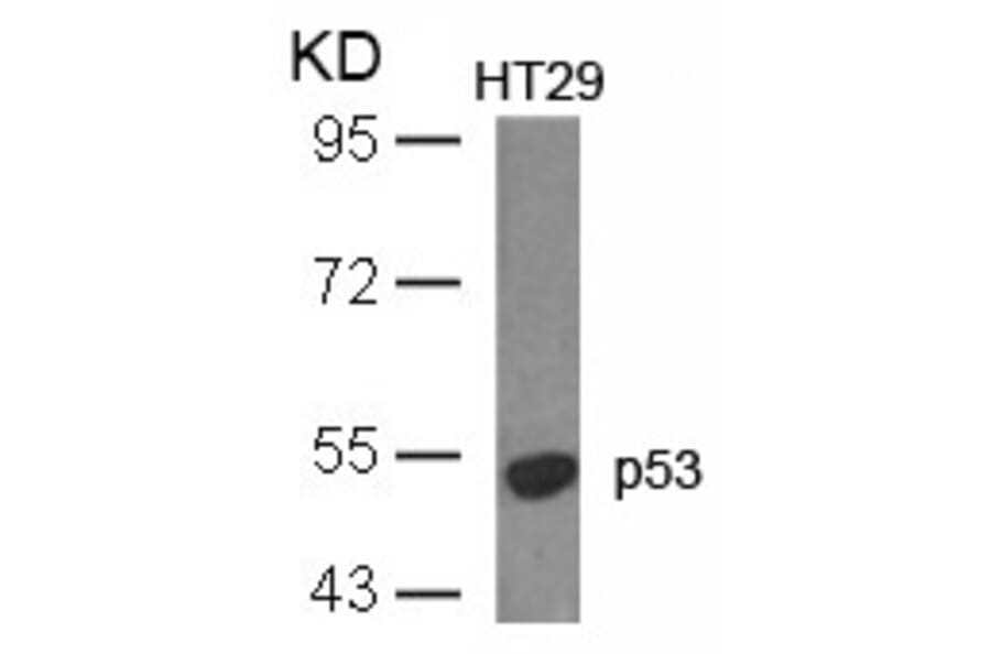 Western blot - p53 (Ab-18) Antibody from Signalway Antibody (21086) - Antibodies.com