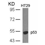 Western blot - p53 (Ab-18) Antibody from Signalway Antibody (21086) - Antibodies.com