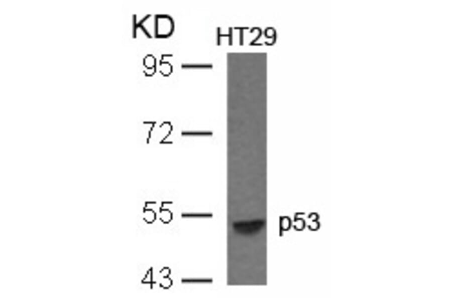 Western blot - p53 (Ab-33) Antibody from Signalway Antibody (21088) - Antibodies.com