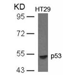 Western blot - p53 (Ab-33) Antibody from Signalway Antibody (21088) - Antibodies.com