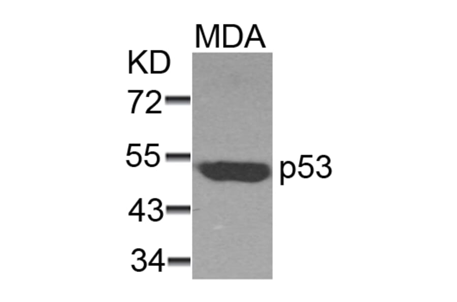 Western blot - p53 (Ab-37) Antibody from Signalway Antibody (21089) - Antibodies.com