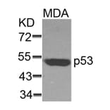 Western blot - p53 (Ab-37) Antibody from Signalway Antibody (21089) - Antibodies.com