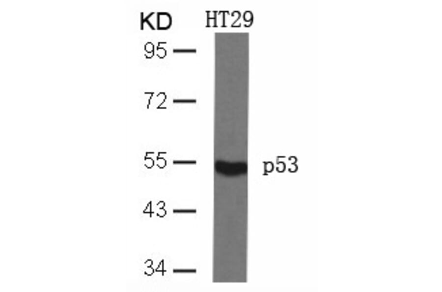 Western blot - p53 (Ab-46) Antibody from Signalway Antibody (21090) - Antibodies.com