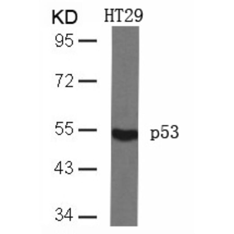 Western blot - p53 (Ab-46) Antibody from Signalway Antibody (21090) - Antibodies.com
