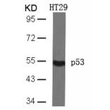 Western blot - p53 (Ab-46) Antibody from Signalway Antibody (21090) - Antibodies.com